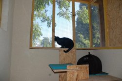 12. De larges fenêtres permettent aux chats de profiter de la nature environnante