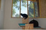De larges fenêtres permettent aux chats de profiter de (…)