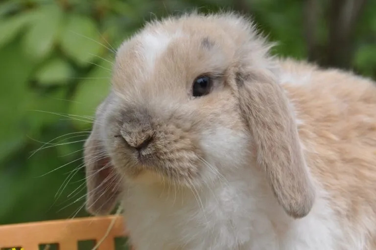 Petits aniamux de compagnie